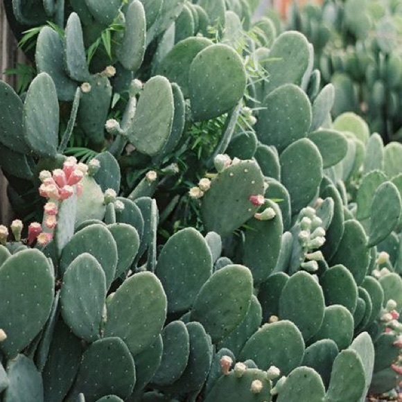 Meet your Posher, Suzanne - Picture 1 of 1